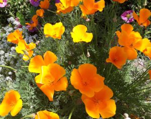 Salinas Farmers Market Ecology Action Community Program @ Alisal Certified Farmers' Market